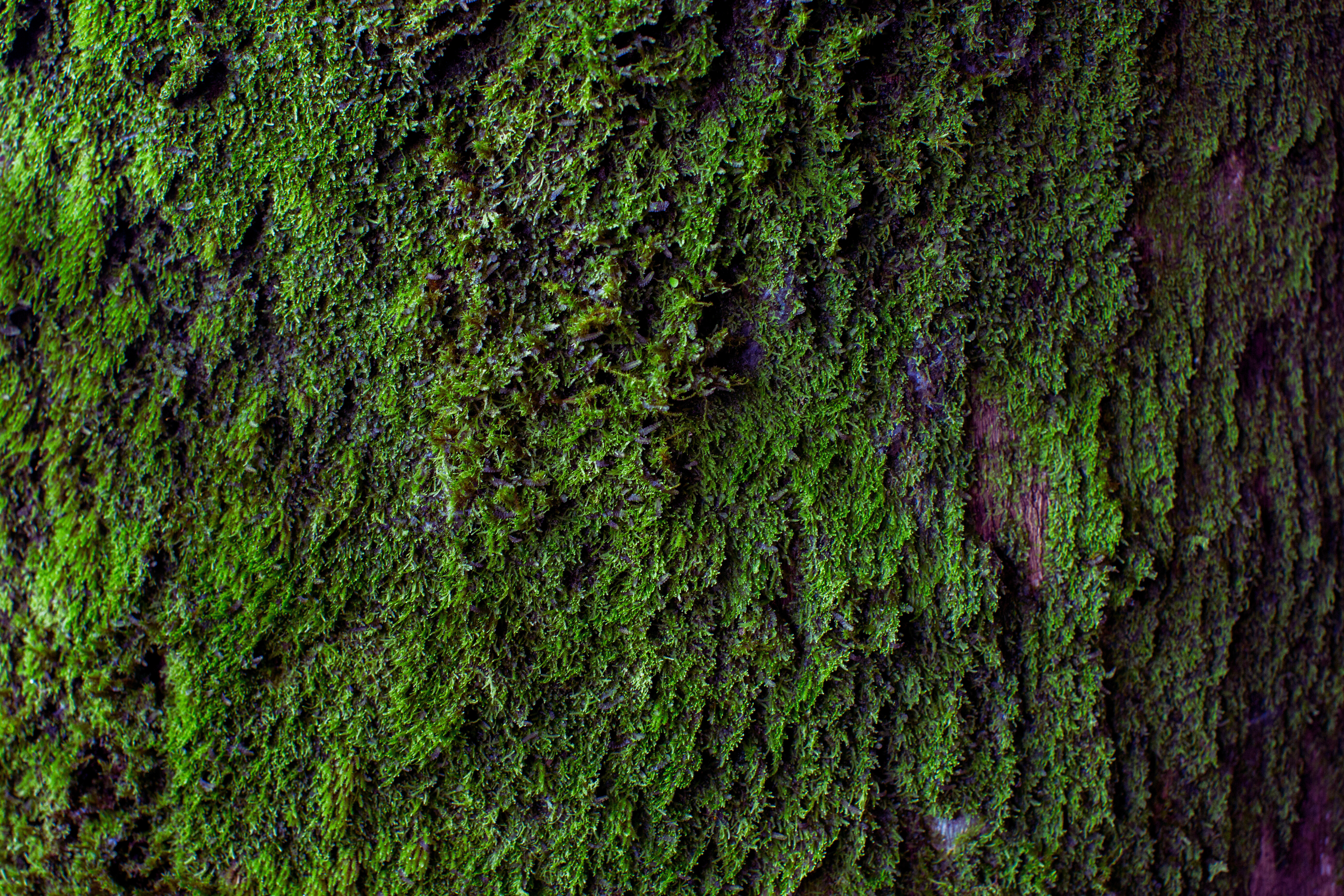 Moss Texture. Moss Background. Green Moss on Grunge Texture, Background.