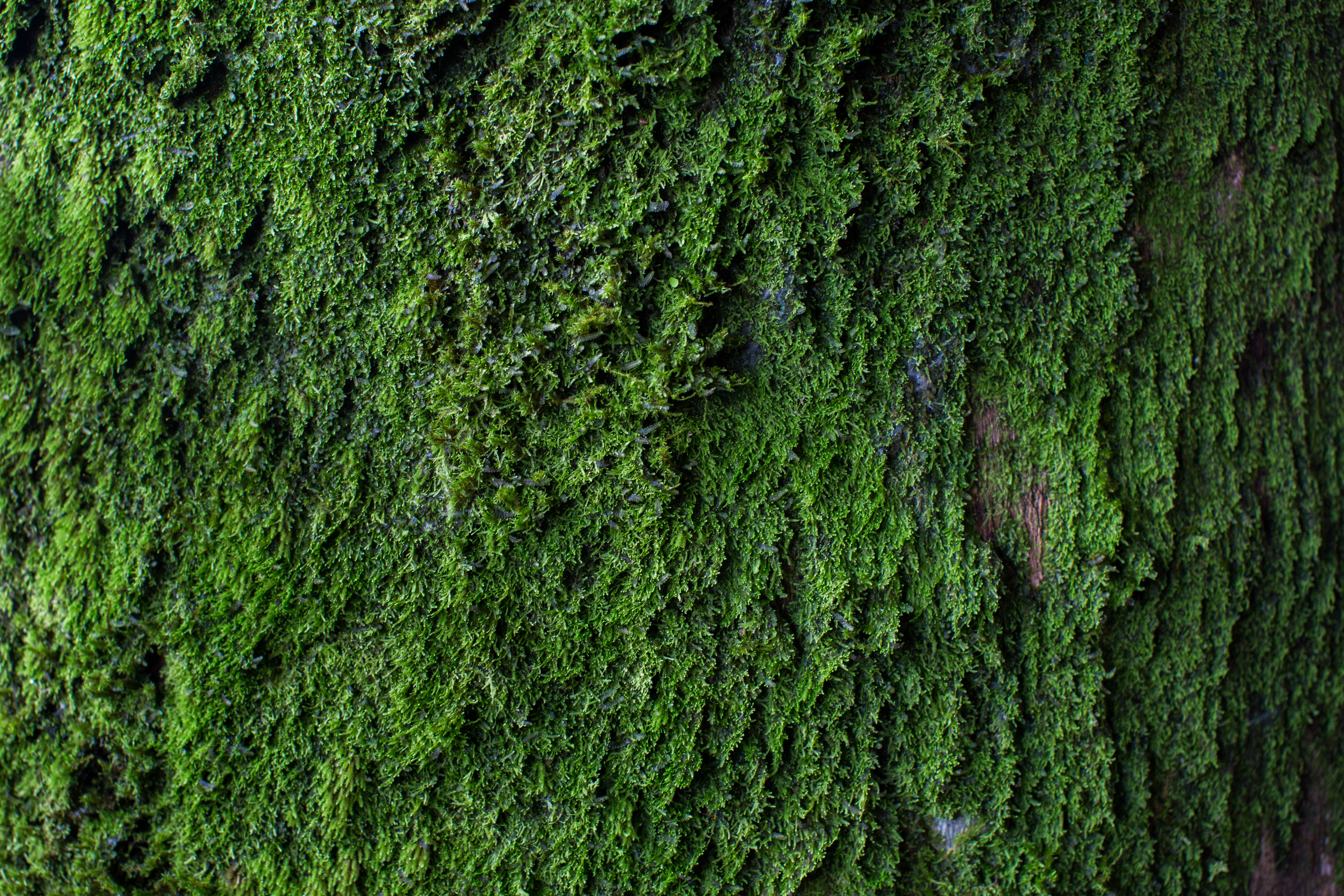 Moss Texture. Moss Background. Green Moss on Grunge Texture, Background.
